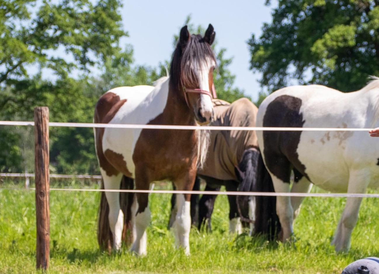 Magnolia Hoeve - Unieke Bestemming Voor Paardenliefhebbers En Bijzondere Overnachtingen In De Natuur Ledeacker Экстерьер фото