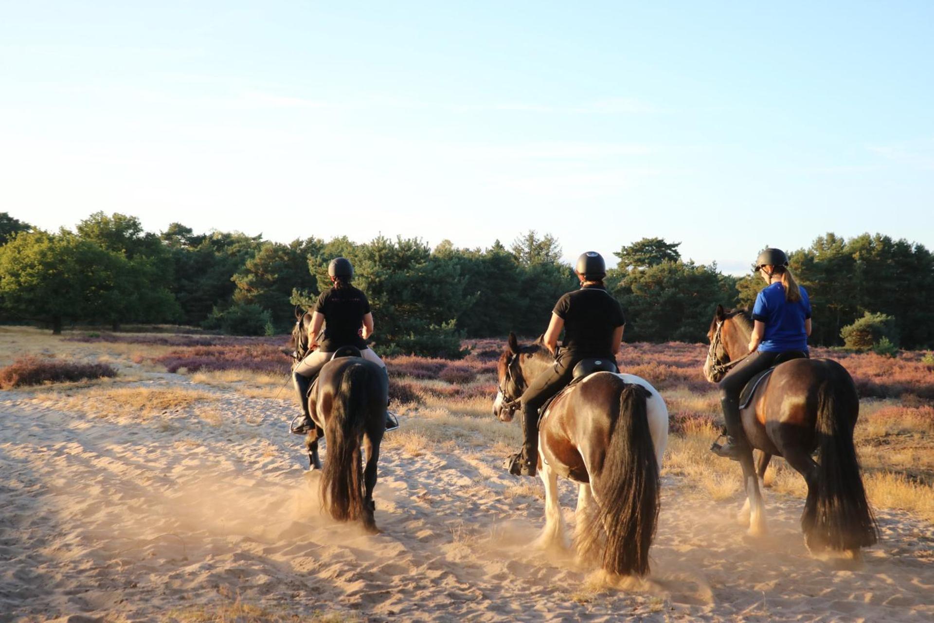 Magnolia Hoeve - Unieke Bestemming Voor Paardenliefhebbers En Bijzondere Overnachtingen In De Natuur Ledeacker Экстерьер фото