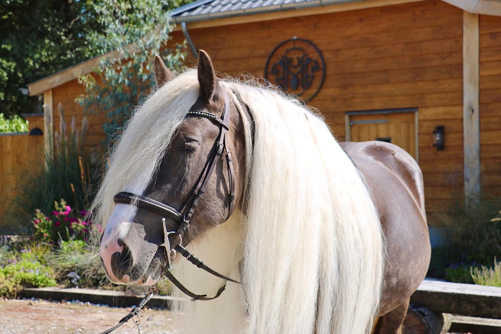 Magnolia Hoeve - Unieke Bestemming Voor Paardenliefhebbers En Bijzondere Overnachtingen In De Natuur Ledeacker Экстерьер фото