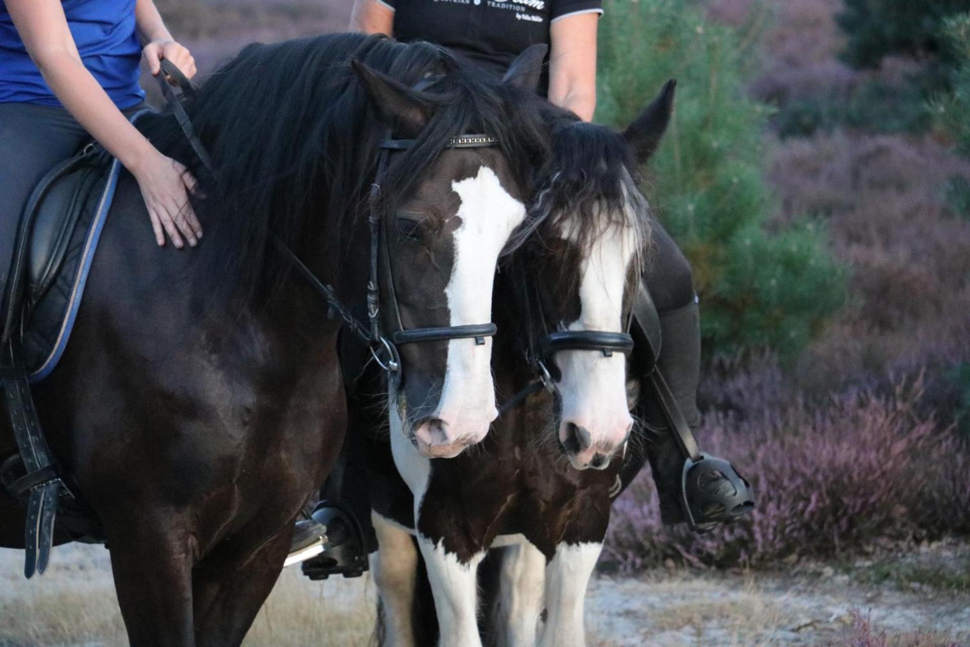 Magnolia Hoeve - Unieke Bestemming Voor Paardenliefhebbers En Bijzondere Overnachtingen In De Natuur Ledeacker Экстерьер фото