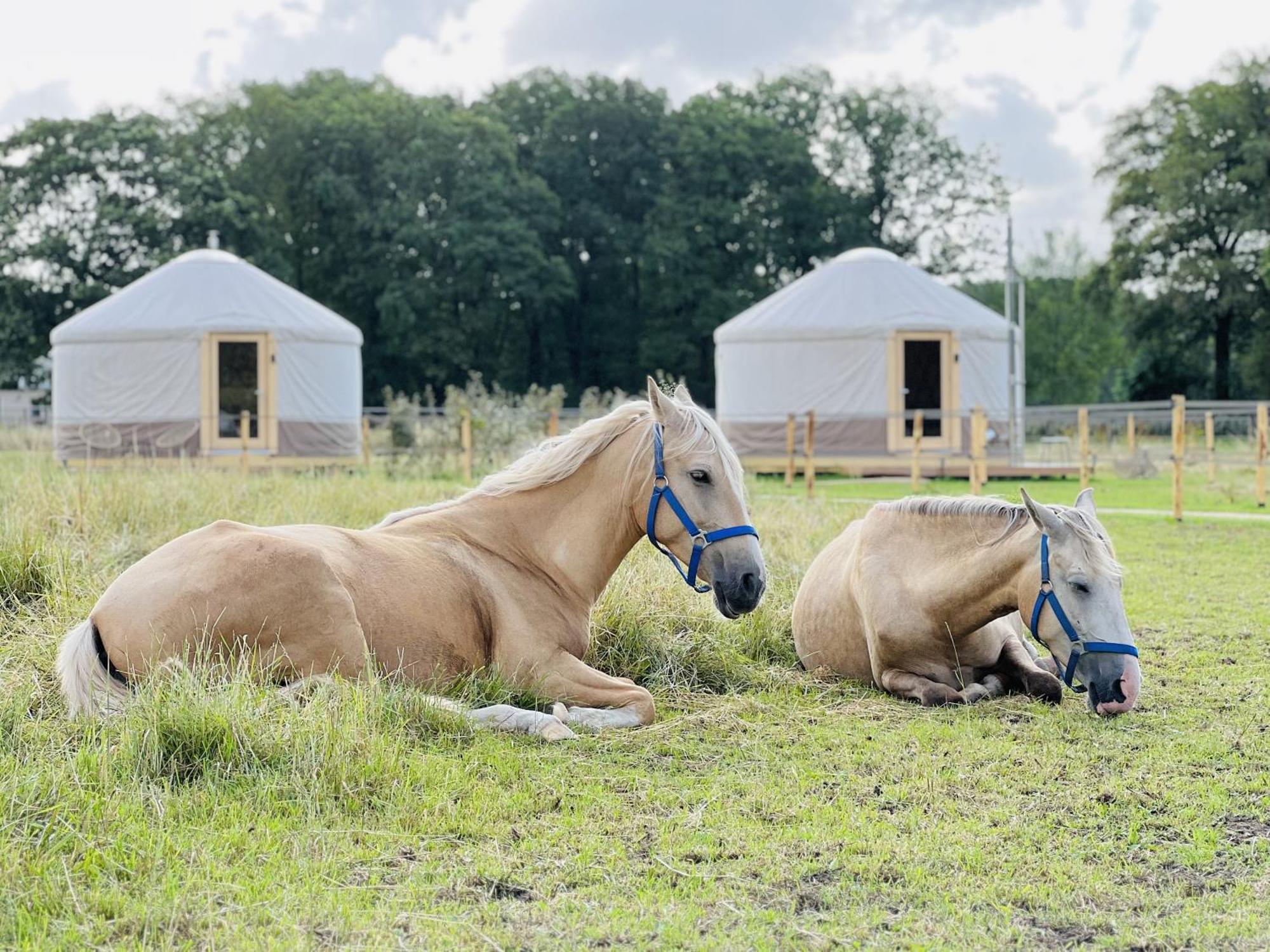Magnolia Hoeve - Unieke Bestemming Voor Paardenliefhebbers En Bijzondere Overnachtingen In De Natuur Ledeacker Экстерьер фото