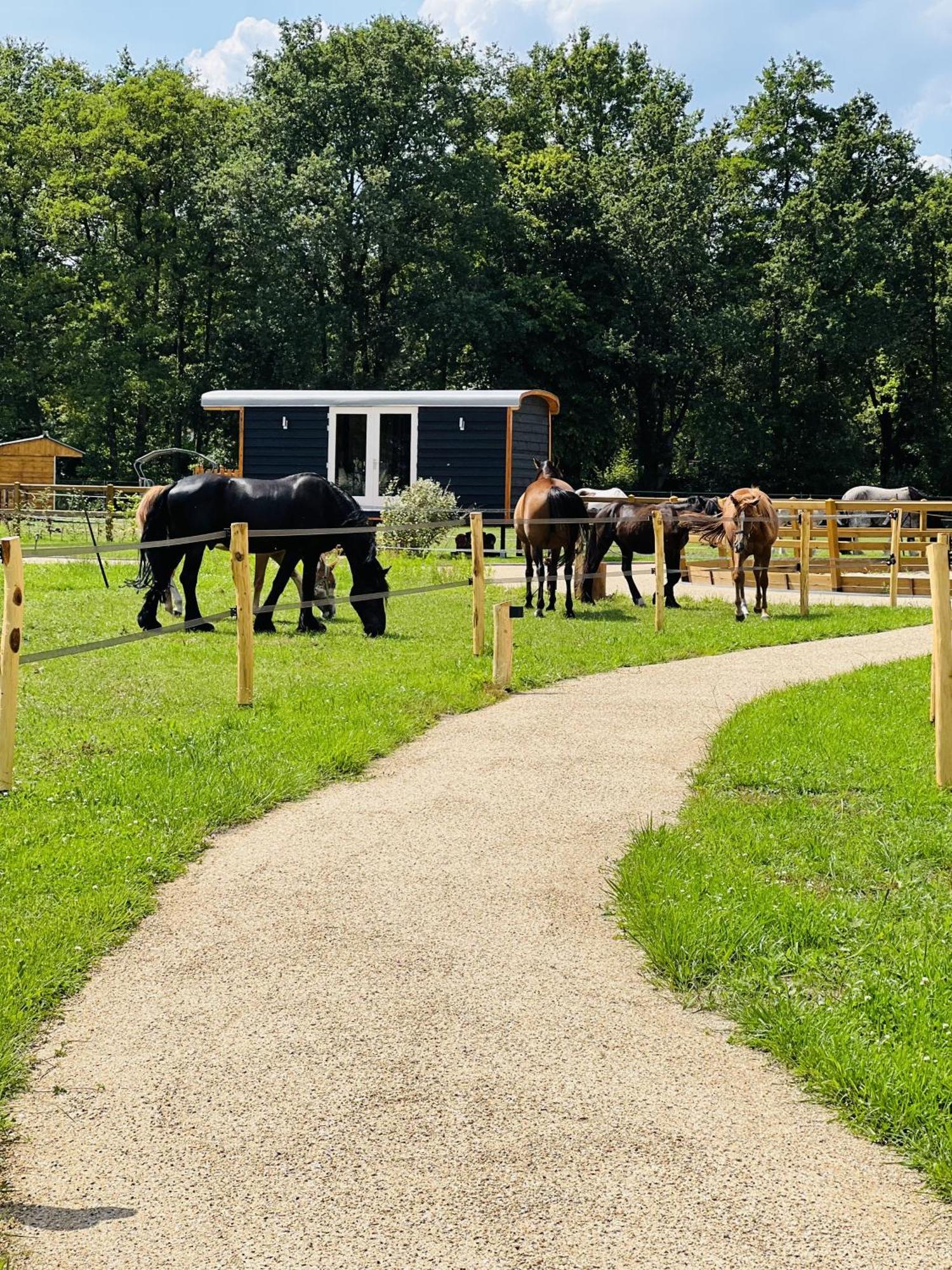 Magnolia Hoeve - Unieke Bestemming Voor Paardenliefhebbers En Bijzondere Overnachtingen In De Natuur Ledeacker Экстерьер фото