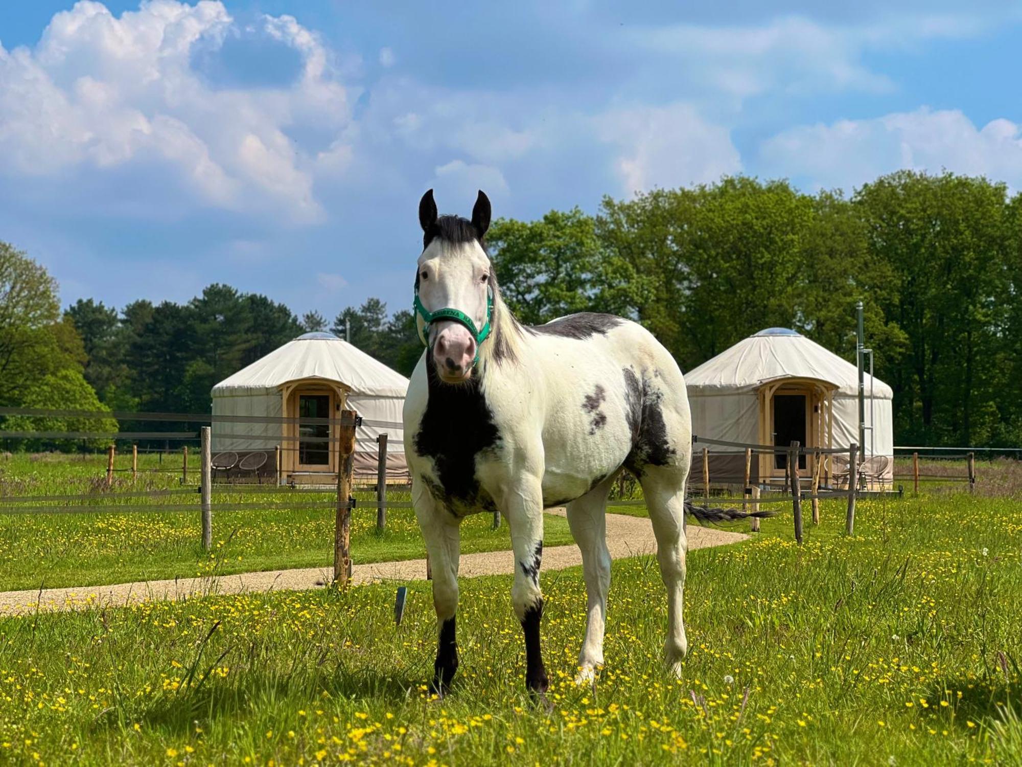 Magnolia Hoeve - Unieke Bestemming Voor Paardenliefhebbers En Bijzondere Overnachtingen In De Natuur Ledeacker Экстерьер фото