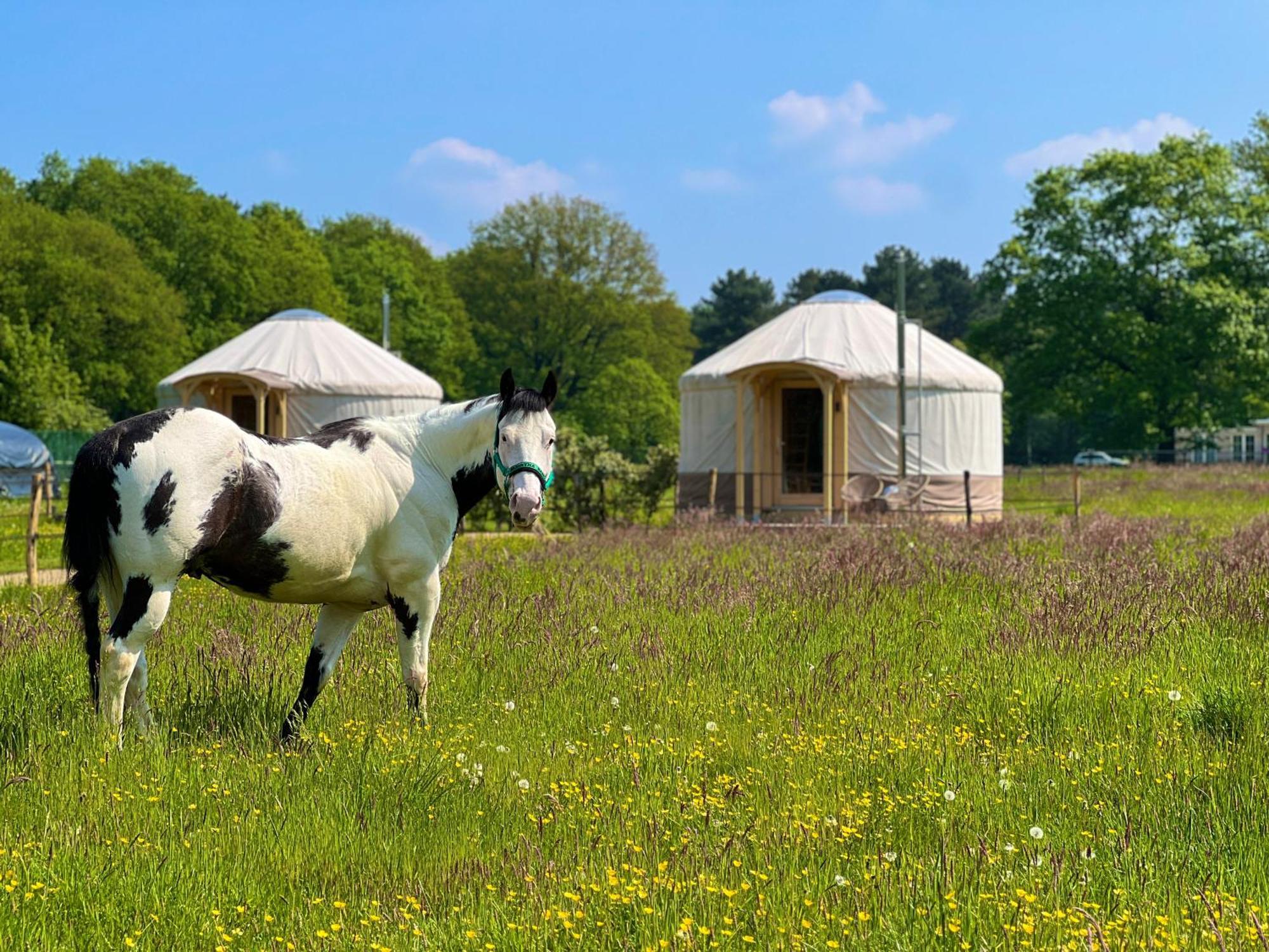 Magnolia Hoeve - Unieke Bestemming Voor Paardenliefhebbers En Bijzondere Overnachtingen In De Natuur Ledeacker Экстерьер фото